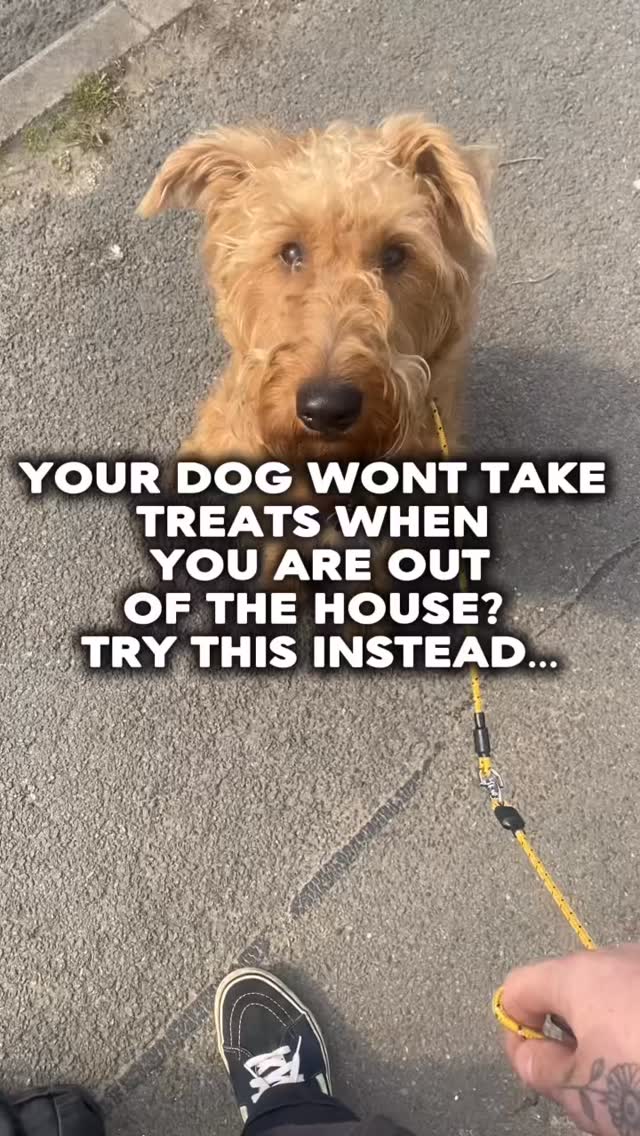 Trying to build engagement with your dog outside the house but they won’t take treats?
Some dogs lose interest in treats outside the house because the enviroment is more interesting
Use the enviroment as the reward
Drop us a dm if you want help training your dog
#chalfontstpeter #chalfontstgiles #gerrardscross #dogwalker🚶🏻♂️🦮💨 #dogtrainer