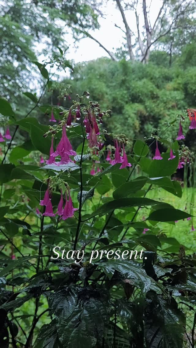 Self Care in Tumultuous Times
As we enter another era of chaos, here are some little reminders that may help to ground you during this time:
🦋 Close your eyes and take a deep breath in for 4, hold for 8, breathe out for 4. Repeat until you feel calmer. Best done in the sunshine with your feet touching the earth.
🌿 Tune in to what you can see, smell, hear, taste and touch.
🐬 Move your body - stretch, do yoga poses, shake it off, dance - when you need to bring yourself back into the present moment.
🦝 Delete apps off your phone that are unnecessary and disrupt your peace.
🦄 Consider whether your media choices (music, books, podcasts, shows, movies) are enchanted and uplifting or dark and twisty, and consciously choose what feels best for you at this time.
🌸 Make a mental list of everything you're grateful for today. Even when you're navigating a very hard day, there are always things to be grateful for. Every little item you own that makes your life better, something beautiful you can see in nature, everything about your body that works.
🐶 Say good morning to people when you're out and about - everyone is feeling it, and we need each other.
🦥 Ask for support when you need to, and receive it when it comes your way.