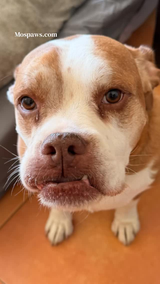 Do you like my picture? #dogsofinstagram #mospaws #doglovers