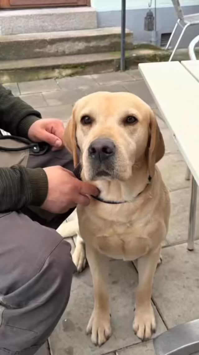 Ronnie på jobb i onsdags. Vi var på café och fikade. Lugnt stöd och närhet. Han var en stjärna men inte helt lätt att se men inte röra när fikan är PRECIS framför näsan (se sista bilden och tungan 😂) #teamolsen #teamolsenforthewin #socialtjänstehund #levadrömmen #hundglädje