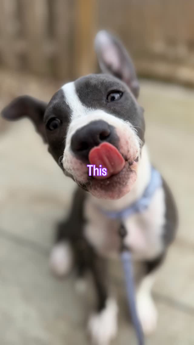 Minnie = fun + love + cuddles. Just missing her people. 🥺