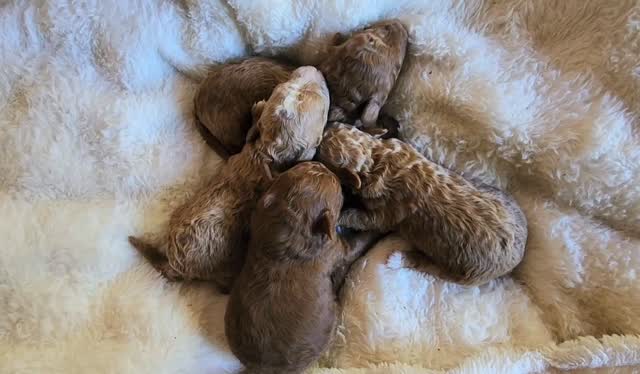Gorgeous Bichoodle puppies.
For more information please visit www.katashillviewkennels.com