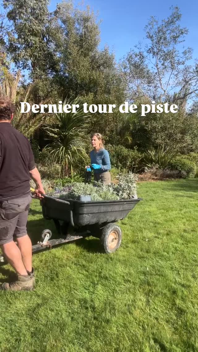 Dernier tour de piste avant l’ouverture du jardin, tout est taillé biné désherbé
🌱avec une fin d’hiver difficile associant tempête puis gel et pluie verglaçante beaucoup de feuillages persistants sont abîmés comme les agaves dont il faut couper les feuilles noircies
🌱on plante également quelques petits arbustes pour remplacer ceux qui ont mal supporté la pluie continue de février comme les lavandes helychrisum senecio qu’il est préférable ici dans le sud des landes de planter au printemps
🌱c’est l’occasion aussi d’améliorer les compositions
🌱ce travail est fait pour chacun des 8 jardins aujourd’hui c’était le tour de l’oriental
Jardin des barthes classé remarquable sud des landes porte du pays basque ouverture le 25 avril
#jardin #plantslovers #jardinage #jardinexotique #jardinremarquable