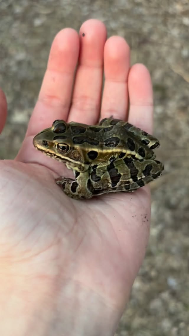Get out and explore this spring. Ectotherms like frogs are coming out of hibernation and are a fun piece of nature to interact with.
.
.
.
.
#frog #ectotherm #explore #amphibiansofinstagram #springequinox