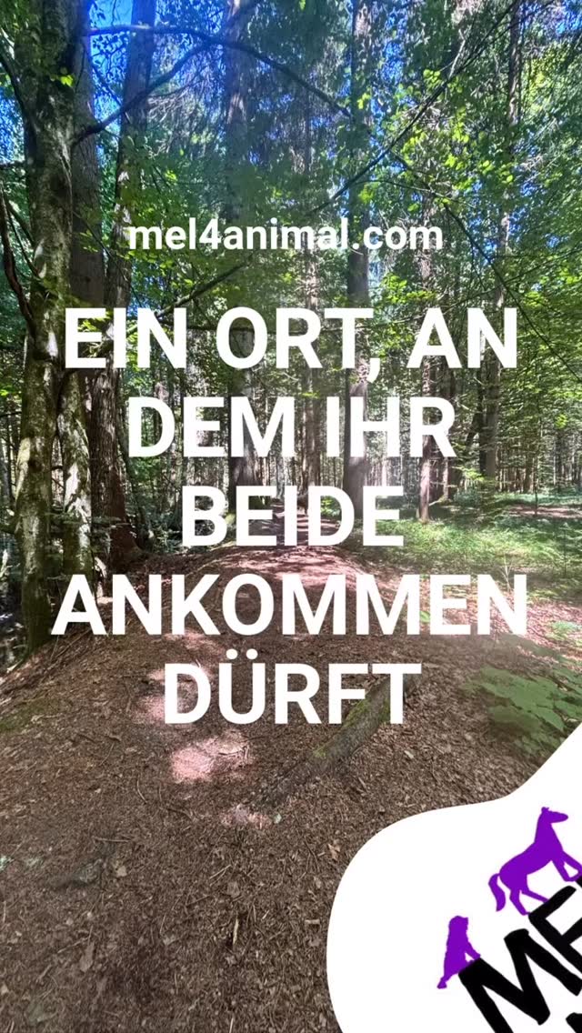 Hundetraining und Entspannung im Urlaub ❤️🤗 Velden am Wörthersee - nur bei mel4animal.com ihr seid herzlich willkommen 🌞 #mel4animal #veldenamwörthersee #tierberatung #training #leadership