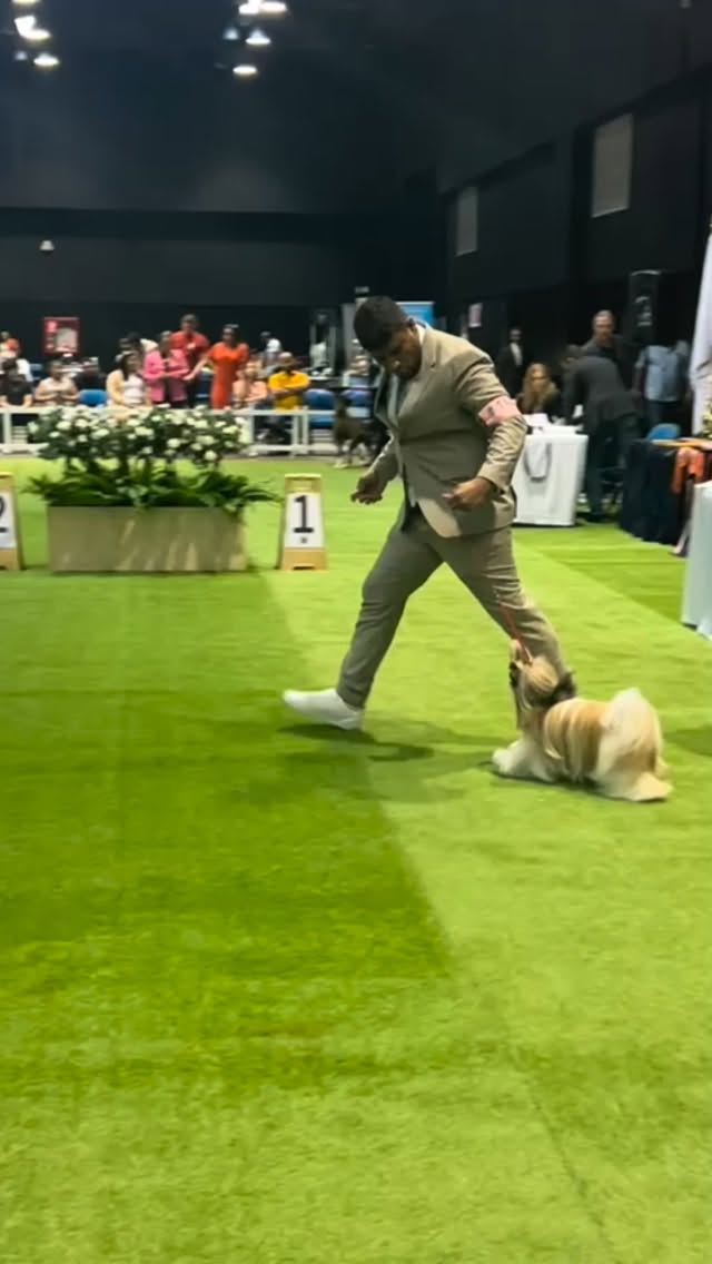 Durante años he dedicado mi vida a la peluquería canina, no solo como trabajo, sino como una pasión, una disciplina y una forma de representar a Panamá con excelencia.
He tenido la oportunidad de crecer, aprender, competir y demostrar mi nivel dentro y fuera del país, llevando mi nombre y mi profesión a escenarios internacionales.
Cada premio, cada viaje, cada experiencia y cada perro que pasa por mis manos representa esfuerzo, preparación y amor real por este arte.
Hoy sigo trabajando con la misma visión con la que comencé: elevar la peluquería canina en Panamá, ofrecer un servicio con verdadero nivel profesional y seguir inspirando a otros a creer que sí se puede llegar lejos cuando se trabaja con pasión y constancia.
Esto no se trata solo de bañar o arreglar perros.
Se trata de técnica, compromiso, respeto por la profesión y resultados.
Gracias a todos los que han confiado en mi trabajo y han sido parte de este camino.
Esto es solo el comienzo.
#EliasAraujo #StudioGrooming #PeluqueriaCanina #GroomingPanama #DogGrooming Panama