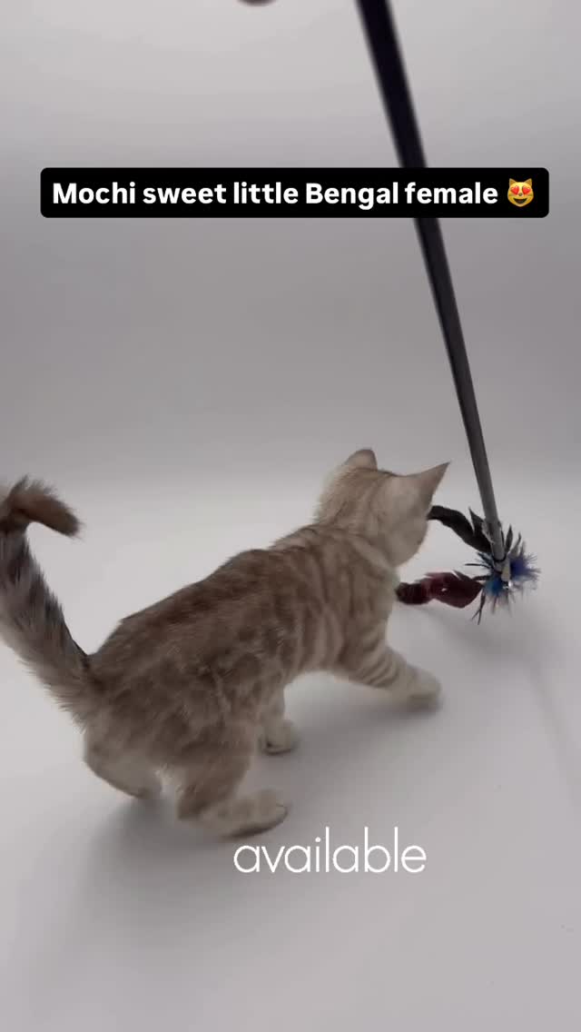 Mochi is available 😻 #bengal #bengalkitten #cat #fyp #viralvideos