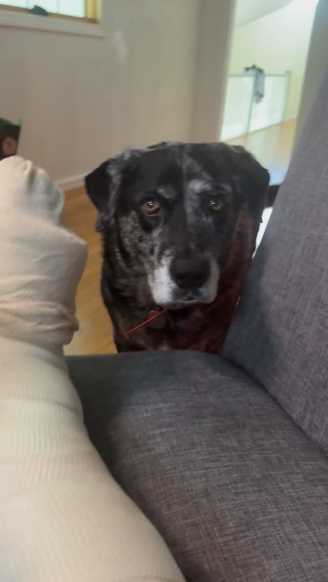 One things dogs do better than anything…….is that they celebrate everything.
Love you Huckeberry