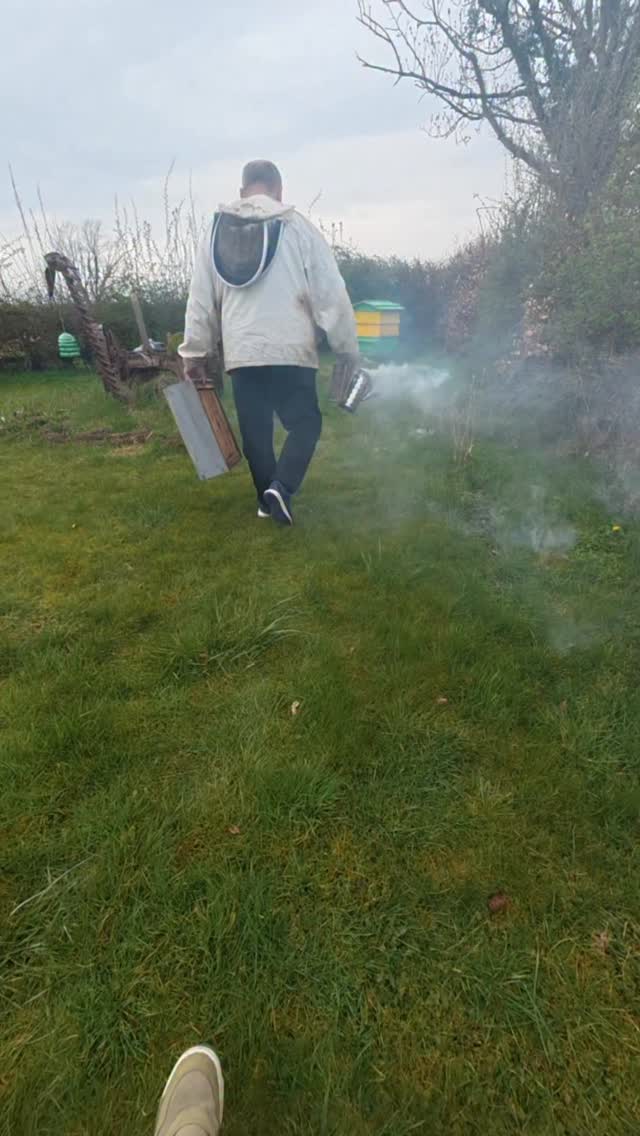 Checking in on the girls 🐝
These days we’re opening every hive, just to make sure everything is as it should be.
This one was last year’s swarm, and honestly… they’re doing amazing. Strong, healthy, and ready for a fresh new season
Now we just need a good summer (no pressure 😁)so they can bring in at least a little bit of honey, first for themselves and if any extra you can taste it😉
I’ve planted tons of flowers around the house to give them a small helping hand it might not be much, but it’s something
.
.
#nature #pollinators #protectthebees