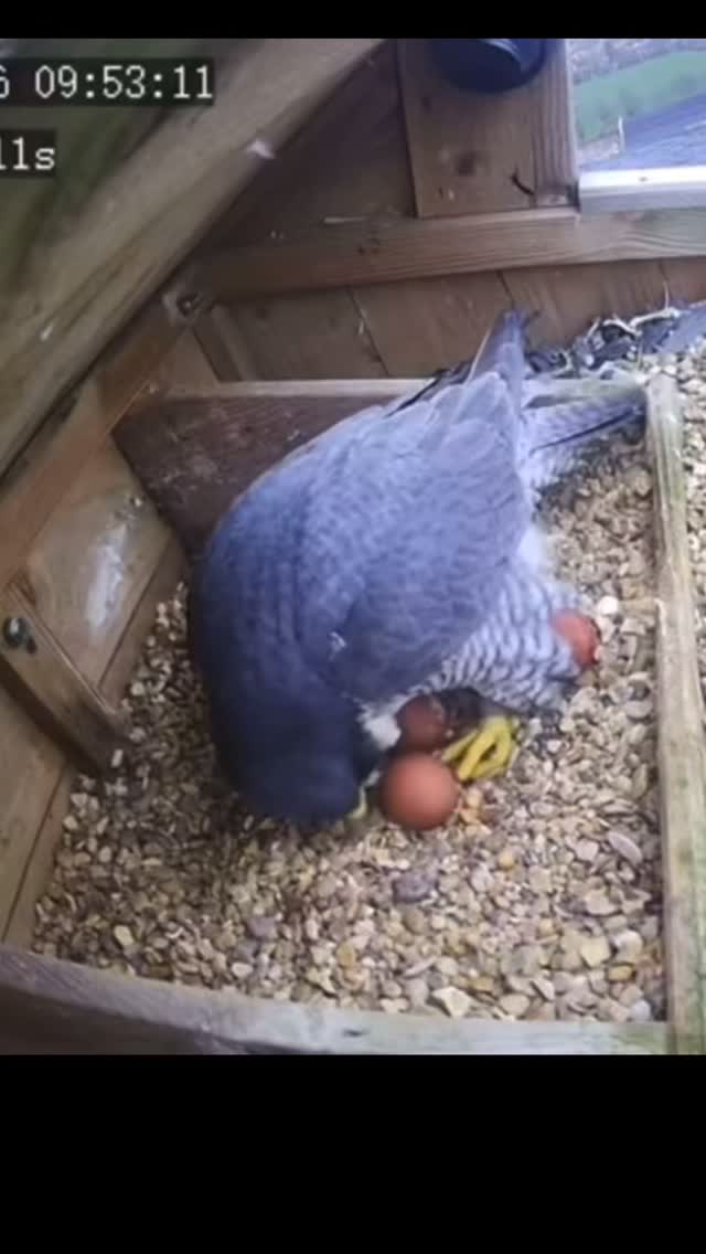 3 eggs at Lister Mills! Watch both Lister Mills and City Hall nestboxes live at the link in our bio
#peregrinefalcon
#bradford