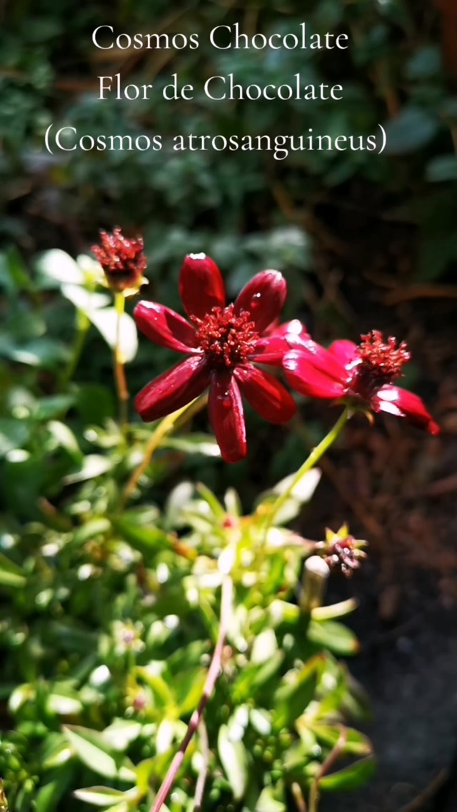 Amanecer en la huerta, después de una noche de lluvia.
Las plantas van desarrollándose, haciendo simbiosis y entretejiendo sus raíces para unirse en micorriza, creando un microecosistema donde todas aportan y crecen de forma armónica.
En una zona tenemos plantas nativas y en otra plantas extranjeras introducidas y domesticadas.
La naturaleza solo requiere que provoquemos lo que mejor sabe hacer, crear vida y llenarnos de su belleza y su medicina.
Aquí cuidamos a cada una de forma agroecológica, libre de pesticidas y agroquímicos, dejando que el equilibrio suceda de forma orgánica debajo de la tierra, con polinizadores y la ayuda de aves que nos ayudan a controlar la cantidad de seres que en exceso se pueden convertir en plaga.
#herbolaria #huertourbano #huertomedicinal #medicinadelamadretierra #herbolaria