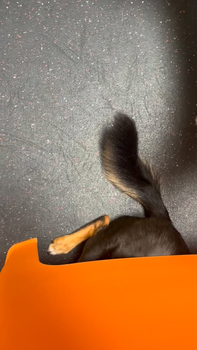 In this episode of “Chair Shark”
#gooddogplaycare @padmebananakin @trip_so_brave