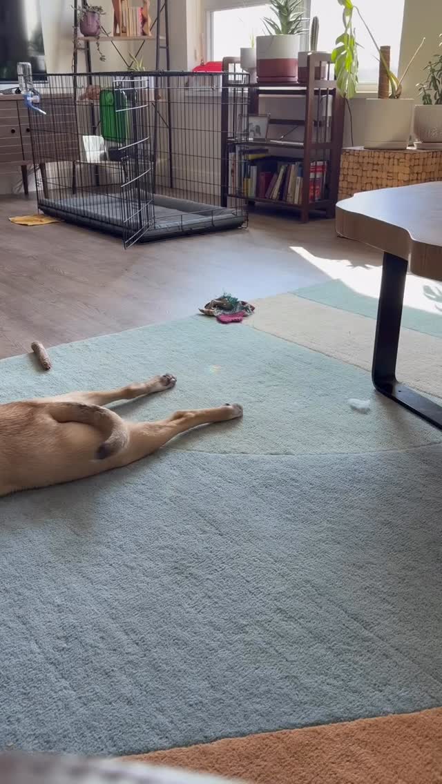 Crate training brings peace for both you and your pup. #WagWithWilliam #FearFreeTraining #PositiveReinforcement