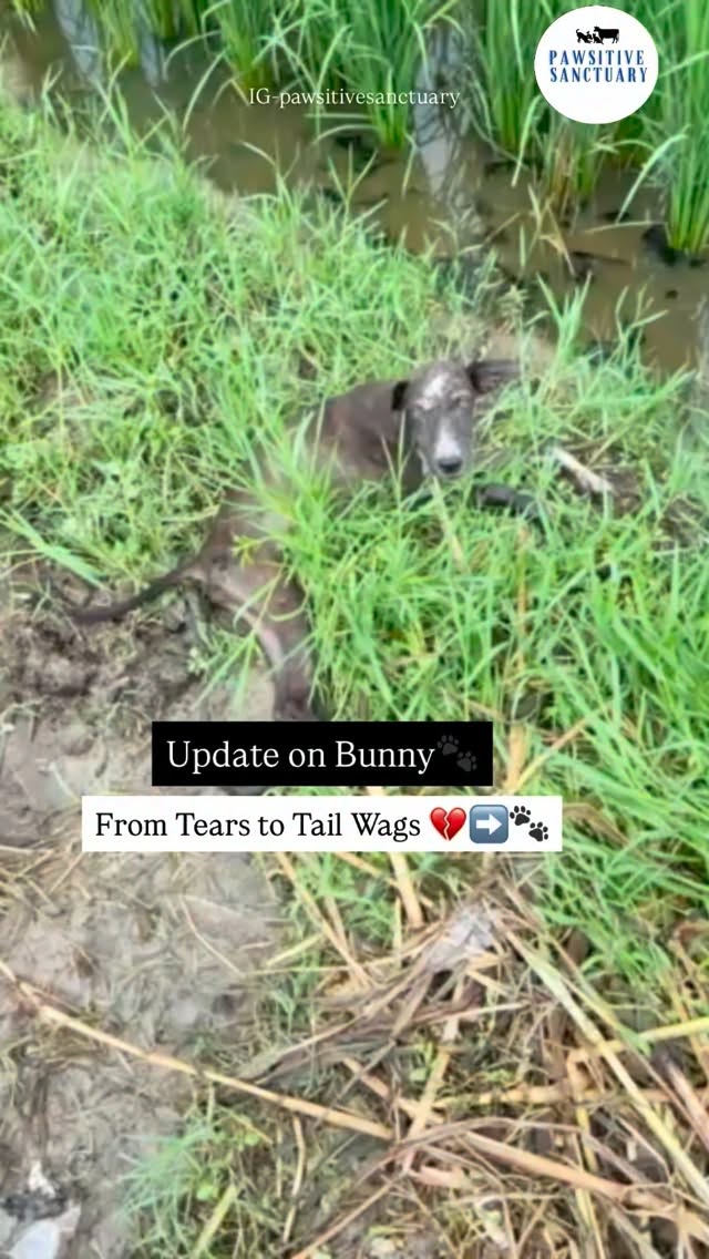 Update on Bunny š¾š¤
This young pupās life once took a tragic turn after a hit & run. Found near our hospital, he was shivering in the rain, soaked in mud. Thankfully, a kind passerby spotted him and gave him temporary shelter with straw until our rescue team arrived.
When Bunny came to us, he had no visible external injuries but was running a high fever and needed immediate care. We treated him closely and monitored him for any internal injuries.
Today, we are so happy to share this update š¤š¾
Bunnyās skin infection has completely healed, he has gained healthy weight, and he is now running around happily like he always deserved š¶āØ
He has also formed a very special bond with one of our family members, Jatinder ā a connection filled with trust, love, and comfort šFrom shivering in the rain to running with joy⦠this is the kind of transformation your support makes possible š
Please continue to support us so we can keep saving lives like Bunnyās š¾š¤
#rescuedogsofinstagram #adoptdontshop #viralvideos #bekindtoanimals #beforeafter