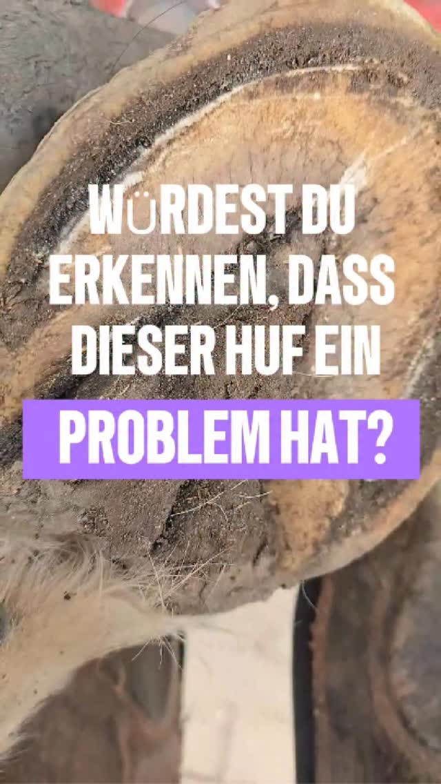 Viele schauen auf den Huf –
und sehen einzelne Auffälligkeiten.
Ein bisschen Strahlproblem.
Eine etwas erweiterte weiße Linie.
Unruhige Strukturen.
Und dann wird genau das einzeln behandelt.
Aber genau hier liegt der Denkfehler.
👉 Das sind keine isolierten Probleme.
Das ist ein Huf, dessen System nicht mehr sauber funktioniert.
Wenn sich der Strahl teilweise selbst ablöst,
die weiße Linie deutlich erweitert ist
und die Eckstreben unregelmäßig werden,
dann zeigt dir der Huf nicht „ein Problem“ –
sondern ein Zusammenspiel aus Belastung, Struktur und Funktion.
Und genau das wird oft nicht erkannt.
Die meisten behandeln Symptome.
Aber verstehen nicht die Zusammenhänge.
Und genau deshalb kommen viele Probleme immer wieder.
Wenn du einmal gelernt hast,
wie du solche Dinge richtig einordnest,
👉 siehst du Hufe komplett anders.
Deine Ida von Herz Huf 💜
#hufanalyse #hufgesundheit #barhuf #hufverstehen #pferdewissen