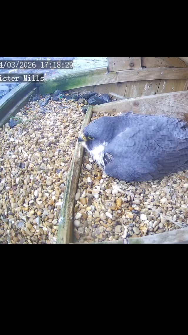 Here’s TBD bringing the female an offering of food shortly after she laid her second egg
#peregrinefalcon
#bradford