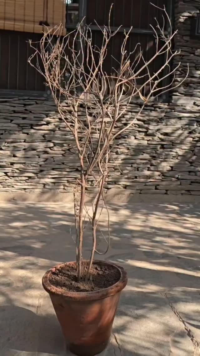 Neem wood comb... #gardening #ecofriendly #trendingnow