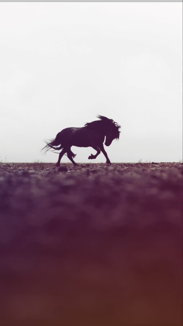 🐎
#horse #yearofthehorse