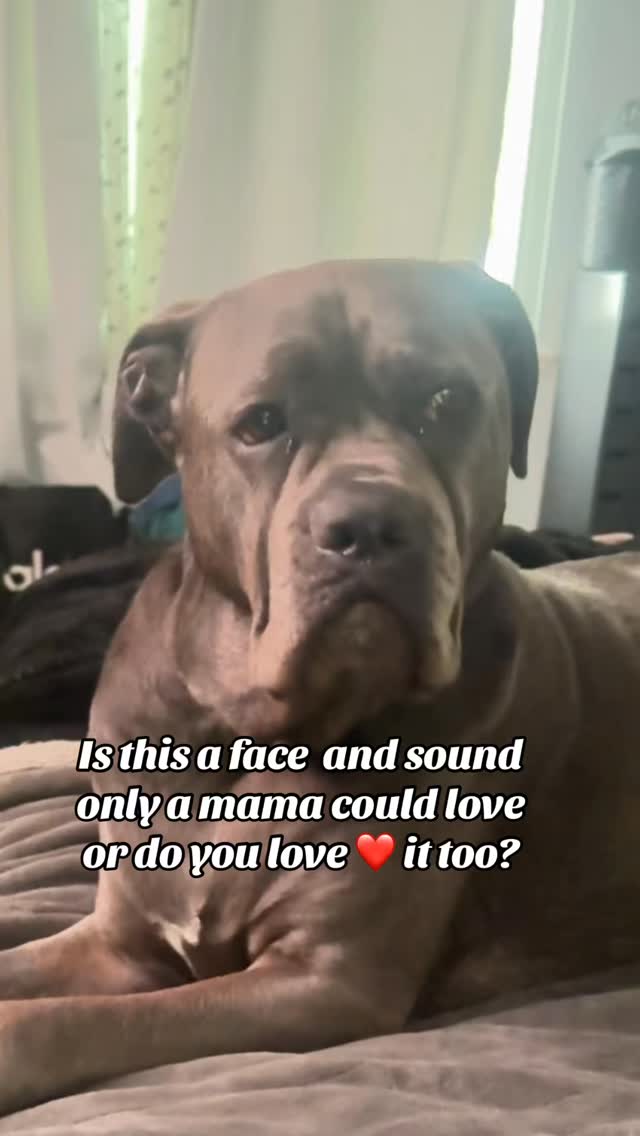 Am I the only one who could love this face and sound? #dogsofinstagram #doglovers