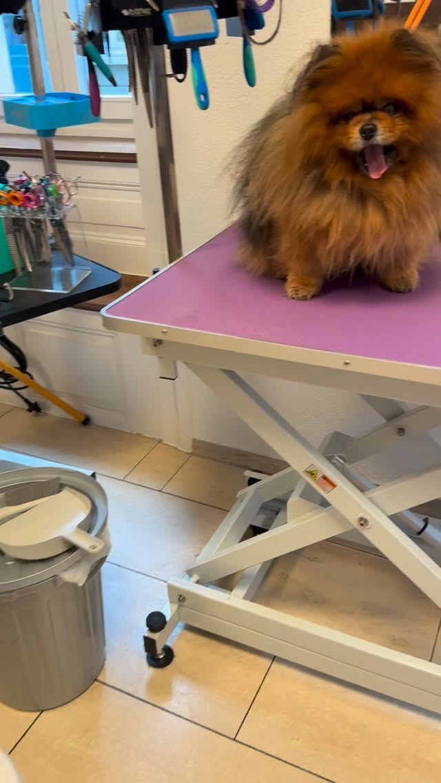 #grooming #pomeranian #hundesalonluzern #luzern #grooming_luzern