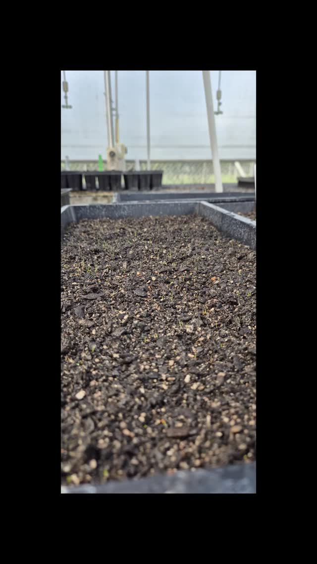 What an awesome day learning alongside Mel and the Certificate of Primary Industries (Level 2) Horticulture class at Toi Ohomai Institute of Technology.
The Recreate crew got hands-on experience exploring the world of horticulture. From checking seed viability and understanding seed dispersal, to learning the process of seed preparation and sowing.
We also headed out around the campus to collect native seeds and spent time learning about the importance of pest control in protecting our environment. The group got involved in re-baiting traps for rats, mice and other pests, and checked out Toi Ohomai's wetland project area.
To wrap up the day, the crew were recognised for their hard work with a well-deserved koha.
A big thank you to Mel for welcoming us into the class and sharing her knowledge!
#taurangacitycouncil #bayofplentyregionalcouncil #outflow #baytrust #acornfoundation