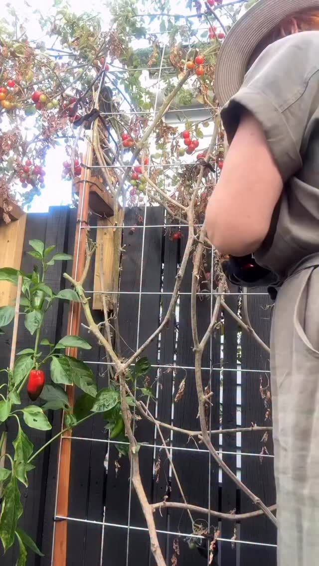 Gardening makes everything feel a little bit better.
Go plant something. Pull a few weeds. Even just 15 minutes. She’s a bloody good time. Veggie gardening 🧑🌾