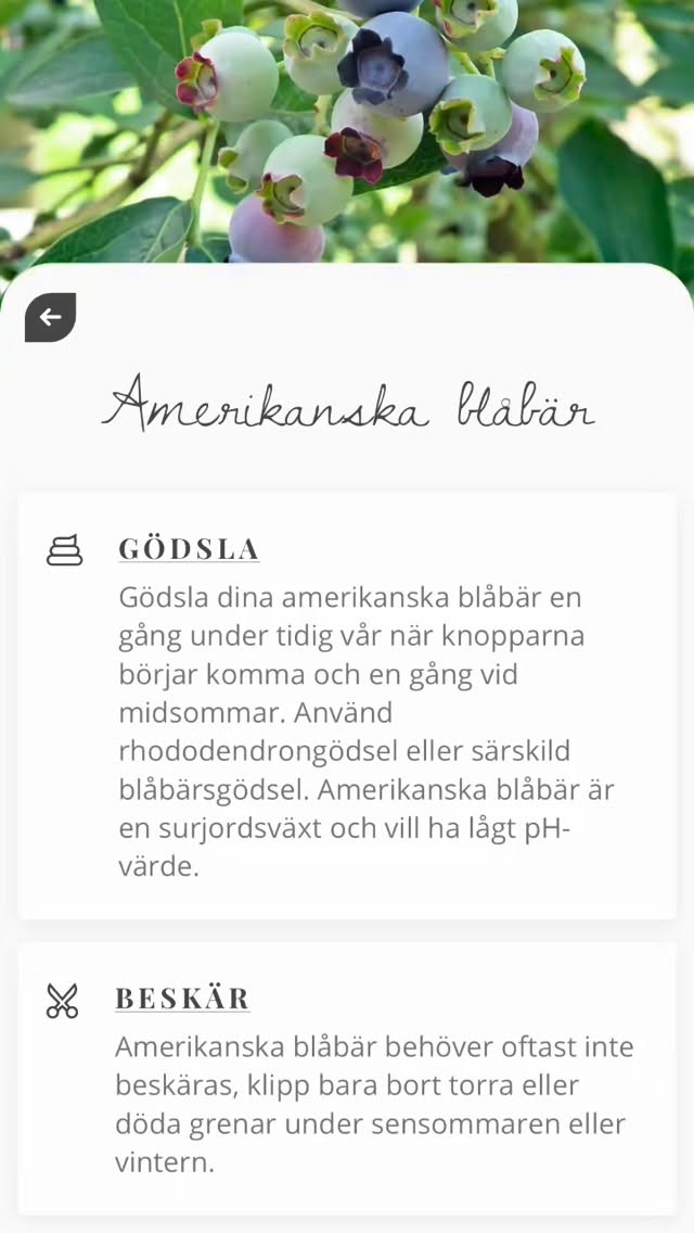 Mina blåbärsbuskar ser inte så mycket ut för världen, men tittar en noga så syns det att de är på gång! Nu är en bra tid att gödsla dem, de är surjordsväxter men eftersom min kropp (av någon märklig anledning) har så lågt pH så passar mitt guldvatten perfekt! 💛 På naturapoteket köpte jag mätstickor som mäter pH i urin och saliv. De flesta växter klarar min surhet men insåg för något år sen att murgröna föredrar basisk jord… 😅☠️ #trädgårdsinspiration #gödsla #odlaätbart #trädgårdskalender #attgöramars