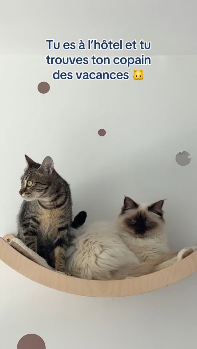 Tic et tac en vacances chez la Récré du chat 👯
#pensionpourchats #hotelpourchats #cat #cats_of_instagram #aixenprovence