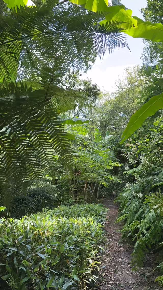 Le jardin des barthes ouvre à la visite le 26 avril
🌱sur 5ha 8 jardins et 2500 essences végétales
🌱des mises en scène audacieuses
🌱un voyage dépaysant à travers les continents de l’Asie à la Méditerranée
🌱le jardin des barthes fait partie des grands de nouvelles Aquitaine du Périgord au pays basque
Ouverture le 25 avril jours et horaires en bio et sur jardindesbarthes.com
#plantslover #gardentours #garden #jardin #tropicalplants