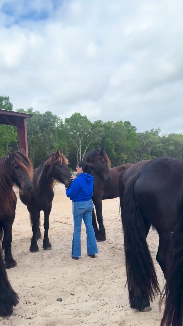 In the middle of the Savannah… peace is not something you look for. It finds you.
##ranchoreposo #experience #thingstodoinocala #friesanhorse