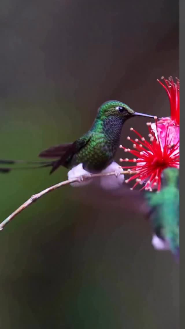 eu escolho a frequência que vibro e a decreto todos os dias.
Desta forma uso meu Verdadeiro Poder com consciência e direcionamento . 🦋🙏🏻
Oração para a elevação da Energia.
Pela misericórdia e compaixão de Kuan Yin, e por meu próprio livre arbítrio, que meu campo de energia cresça a fim de satisfazer as necessidades da Luz de minha Alma.
Possa eu ser forte e miseri-cordioso, poderoso e sábio em igual medida; possa eu ser amoroso e forte com temperança e intenção pacífica.
OM MANI PADME HUM
OM MANI PADME HUM
OM MANI PADME HUM
Consciência
Existência
Felicidade
Eu Sou aqui
Eu Sou aí
Silvana da Cunha
Cientista Intuitiva • Alquimista • Mentora • Palestrante • Consteladora Sistêmica Familiar • Terapeuta Holística • Fundadora da TQC Cura Quântica®️ e do Despertar Quântico da Consciência
www.florescimentocriativo.com
@silvanadacunha333