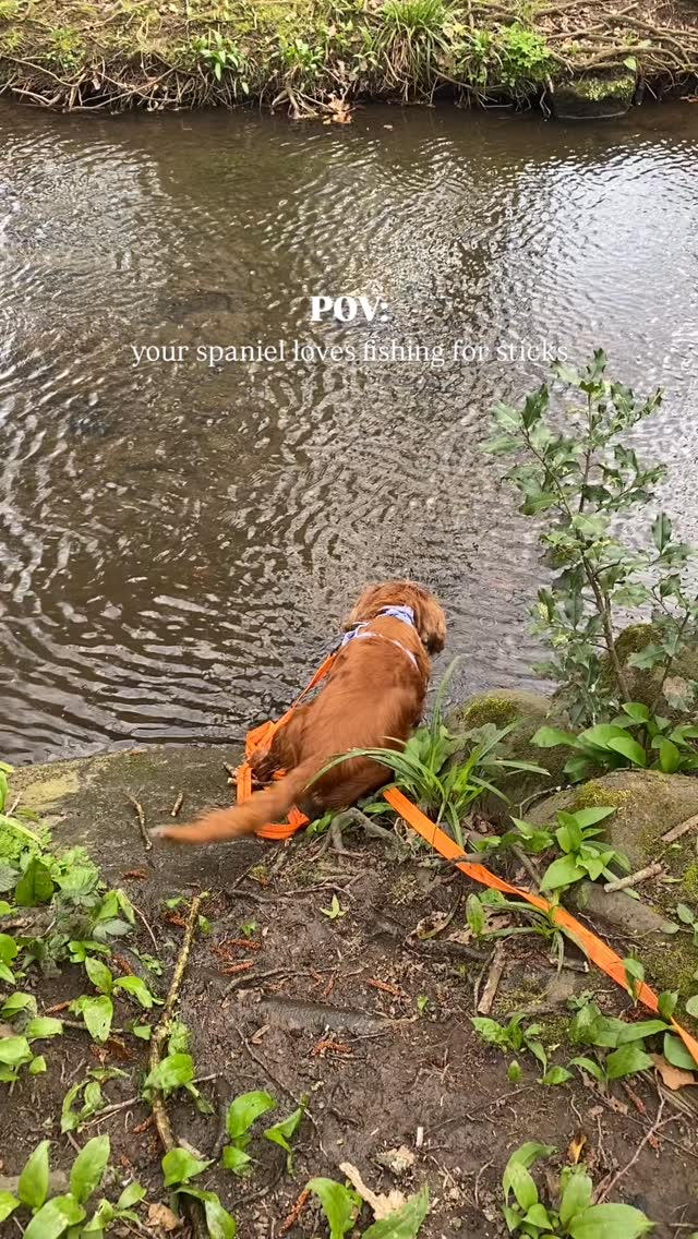 I wondered what Happy was doing until I realised she was fishing for sticks 😭
#spaniel #spanielsofig