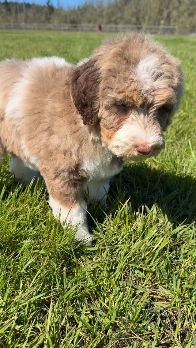Georgie’s brown Merle available girl! Dm to inquire #LKBernedoodles