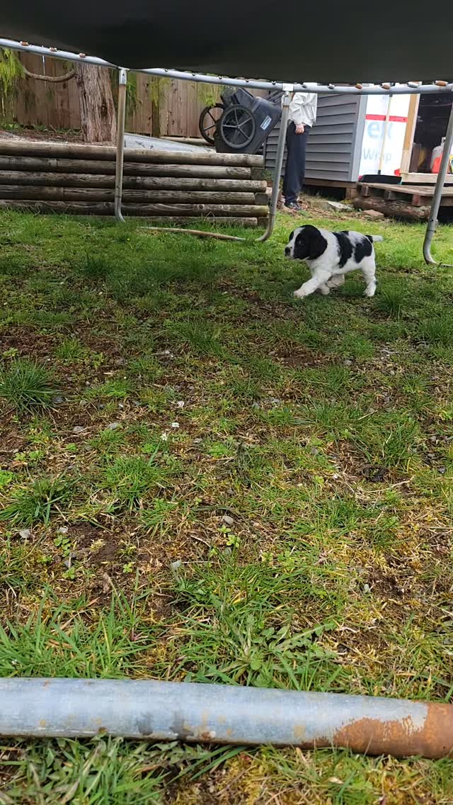 #dog #puppy #spaniel