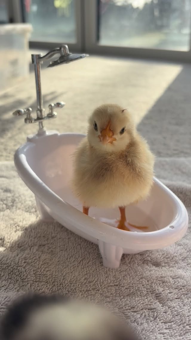 Sometimes poo can dry and block a chick’s vent (their bottom), which means they can’t go to the toilet properly — and this can quickly become life-threatening if not spotted early.
✨ What to look for:
• Dried poo stuck to their back end
• Lethargy or quiet behaviour
• Not eating or drinking as normal
✨ What to do:
• Gently soften with warm water
• Never pull it off dry (it can hurt them)
• Carefully clean and dry before returning them to the brooder
✨ Why it happens:
Stress, temperature changes, or just their little systems adjusting to the world 💛
⸻
We check our chicks daily as part of their care — it’s all part of learning how to properly look after animals.
Because real farming isn’t always pretty… but it is always about care.
⸻
📍 Come meet our chicks and learn more at All About Alpacas
#chickcare #backyardchickens #farmlifeuk #animalcare #cumbria