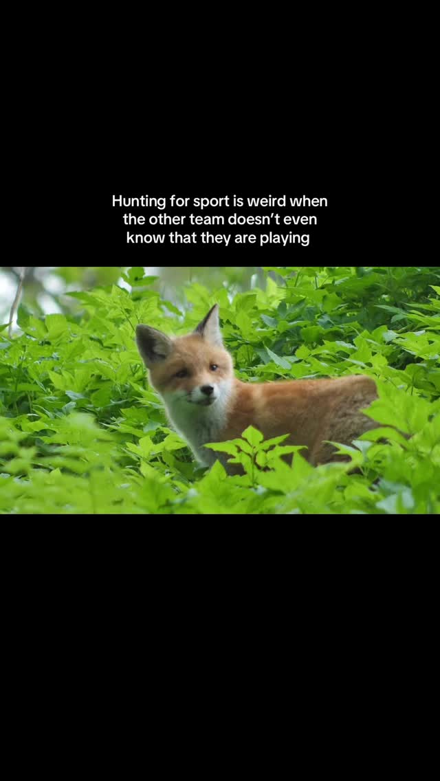 We will never understand it 💔 #hunting #conservation #compassionateconservation #ukwildlife #animals