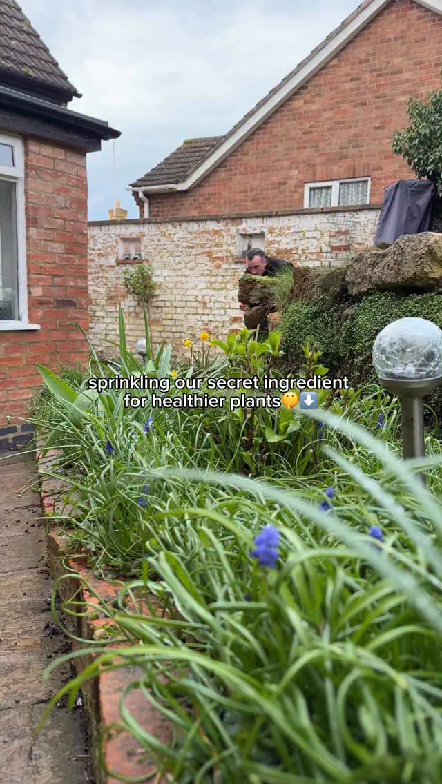 A secret we can’t gate keep 🤫😬
Our six month plant feed is made for peat-free compost, giving plants, flowers and borders balanced nutrition for up to 6 months. No more constant feeding or guessing what they need. The plant feed:
✔️ Provides steady, slow-release nutrients
✔️ Supports strong roots and healthy growth
✔️ Helps improve colour, flowering and resilience
✔️ Reduces risk of overfeeding or plant stress
Just mix it into your compost when planting and let it do the work 💪
plant | garden | gardening | flowers | plants