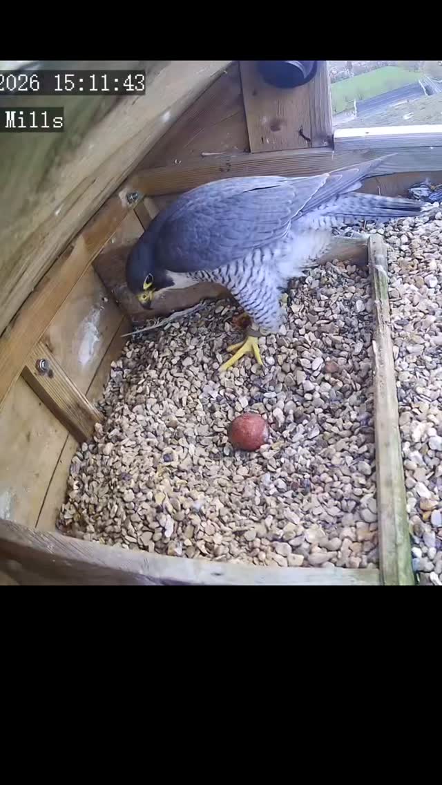 First egg laid at Lister Mills chimney and another is due today! Catch all the action on the livestream on our website (link in bio) #peregrinefalcon