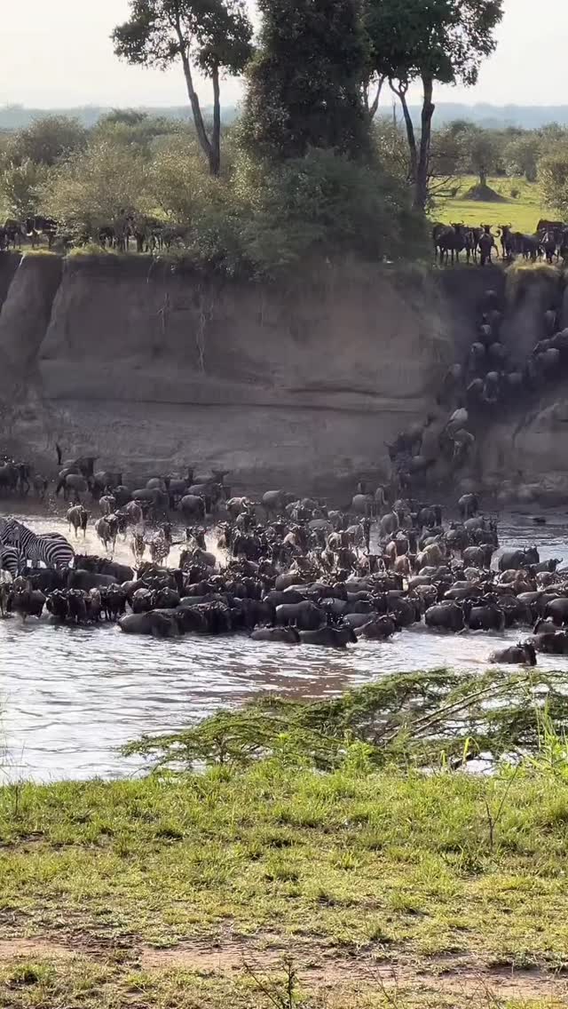 The Great Migration in Serengeti 🇹🇿 | Zebras & Wildebeest on the Move
Witness one of nature’s most powerful spectacles — the Great Migration across the Serengeti.
Thousands of zebras and wildebeest move as one, driven by instinct, survival, and the rhythm of the wild.
This is not just a safari moment — it’s a living, breathing ecosystem in motion. Raw. Untamed. Unfiltered.
🌍 Experience Africa beyond imagination with Planet GOGO Adventure
📩 Contact us for authentic safari adventures
#serengeti #wildebeestmigration #wildlifeplanet #tanzaniasafari #wildlifesafari