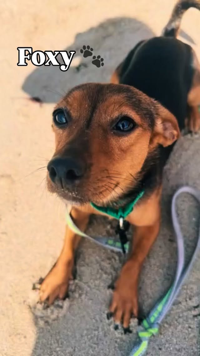Foxy is still patiently waiting for her forever (or foster!) family! 🐾
This sweet two-year-old has the softest heart. She may take a little time to warm up, but once she feels safe, she blossoms into the most loving, affectionate girl. 💕
Foxy is gentle, enjoys her walks, and loves playtime, especially with her doggy friends at daycare! She does great with other dogs and has such a calm, kind spirit. Those soulful eyes say it all! 🥹 She loves going to the beach and will be a happy girl joining you on any adventure! 🤗
If you’re someone who can give her a little time and patience, Foxy will reward you with the most loyal, loving companionship! 🧡
You can find more info on Foxy below 🫶🏽
https://www.petfinder.com/dog/foxy-47f74c22-d095-4654-a7a1-9bfa13ce7a9a/ca/rancho-santa-margarita/dogs-doing-good-rescue-ca3320/details/