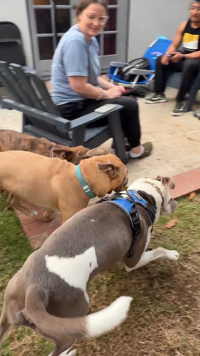 Big dogs play big.
#bigdogs #rescuedogs #dogmom #dogdad