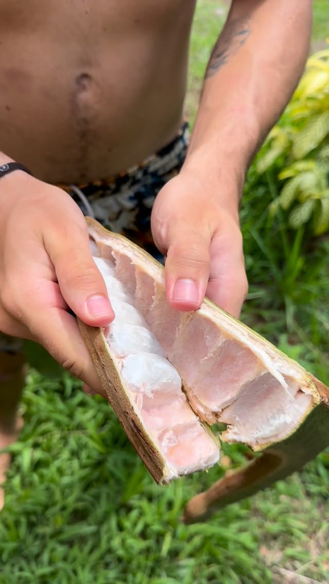 There’s something so gratifying about harvesting an abundance of deliciousness from the land when you have been a part of the process from seed to tending, pruning, mulching, feeding - they love our humanure compost….. Our food forests have been created upon the principles of permaculture - creating closed loop regenerative systems.
We feel truly blessed to have such a diverse mix of tropical fruits.. ice cream beans, pineapples, Surinam cherries, biribá, bananas, platanos, guanabanas, jaguar cacao, garcinias, and more.
And the best part is, these harvests are feeding our inspiration and excitement for the planting season ahead—when we’ll once again get our hands in the soil and plant more food forests.
Rooting our hearts and hands into the earth, envisioning this land overflowing with fruit and vibrant life for the generations to come.
If you ever dreamed of deepening your connection to nature, cultivating gardens and trying all these exotic fruits, we have spaces for residenents as well as a few volunteering spots available - especially for those with permaculture experience.
Come and stay with us at Yacumama—check the link in our bio.