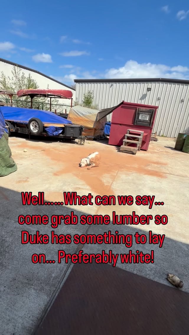 Well… Dog being a dog… Come on in and buy some maple lumber so we can give him something that doesn’t clash with his fur! #dogsofinstagram #woodworkingcommunity #dogoargentinoworld #woodworking