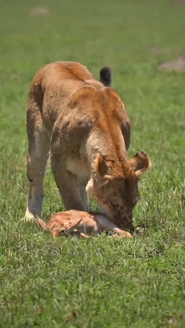 Sweet meets savage—where innocence crosses paths with instinct. In the wild, mercy is a stranger, and survival writes its own rules.
Unforgiving, untamed, undeniable.
www.planetgogoadventure.com
#serengeti #wildplanet #adventurephotography #travelplanner #planetgogoadventure