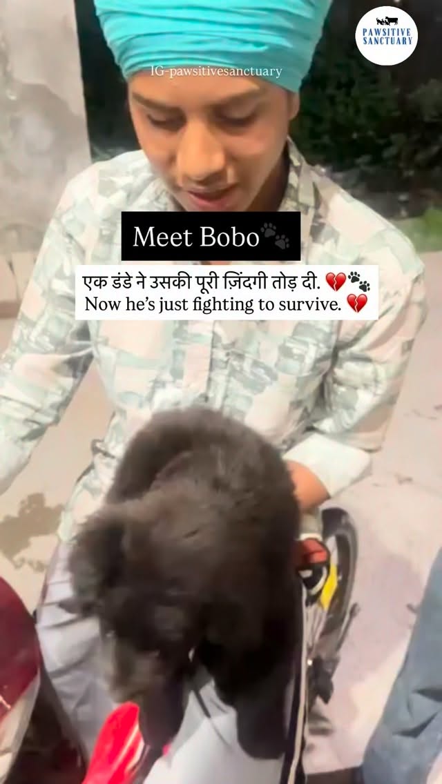 Meet Bobo🐾
Bobo is a tiny soul, a German Shepherd mix, who came to us in the most heartbreaking condition 💔🐾
Some children found him and brought him to a kind girl, @royalbuntikki who cares deeply for animals. According to them, someone had hit Bobo on the head with a stick… and since then, he hasn’t been able to see. He was scared, disoriented, and in so much pain.
The children didn’t give up on him… they spent ₹3,000 on his treatment, hoping he would get better 💔🐾
Kajal kept him with her for just 2 days and did everything she could to care for him. But his condition was critical. He wasn’t eating, he couldn’t see, and his chances of survival seemed very low. He urgently needed proper medical attention and treatment that she couldn’t provide alone.
That’s when she reached out to us.
We couldn’t turn away from this little fighter. According to our vet, he is blind due to a brain injury. 🐾💔We immediately admitted Bobo and started his treatment, and now he is slowly responding to us. 🐾💛
We are arranging Bobo’s vet visit to determine his exact diagnosis.
🙏 Please support his vet visit and treatment. Any small contribution can help us give him a fighting chance and ease his pain. 💛🐾
💙 PayPal: @pawsitivesanctuary
💙 American and Global Donors: pawsitivesanctuary.networkforgood.com
💙 Canadian Donors: pawsitivesanctuary.com/donate
💙 E-transfer: infopawsitivesanctuary@gmail.com
#adoptdontshop #rescuedogsofinstagram #stopanimalcruelty #animalrights #donatenow