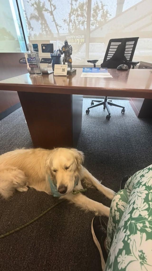 I always get better service with my dogs. Why is that @chase? Let us know when you want your floors polished again.