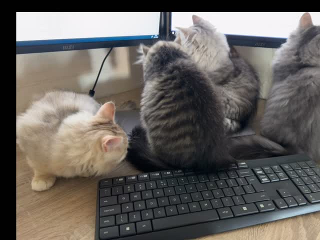 Me assistentens voor vandaag ๐ฅฐ