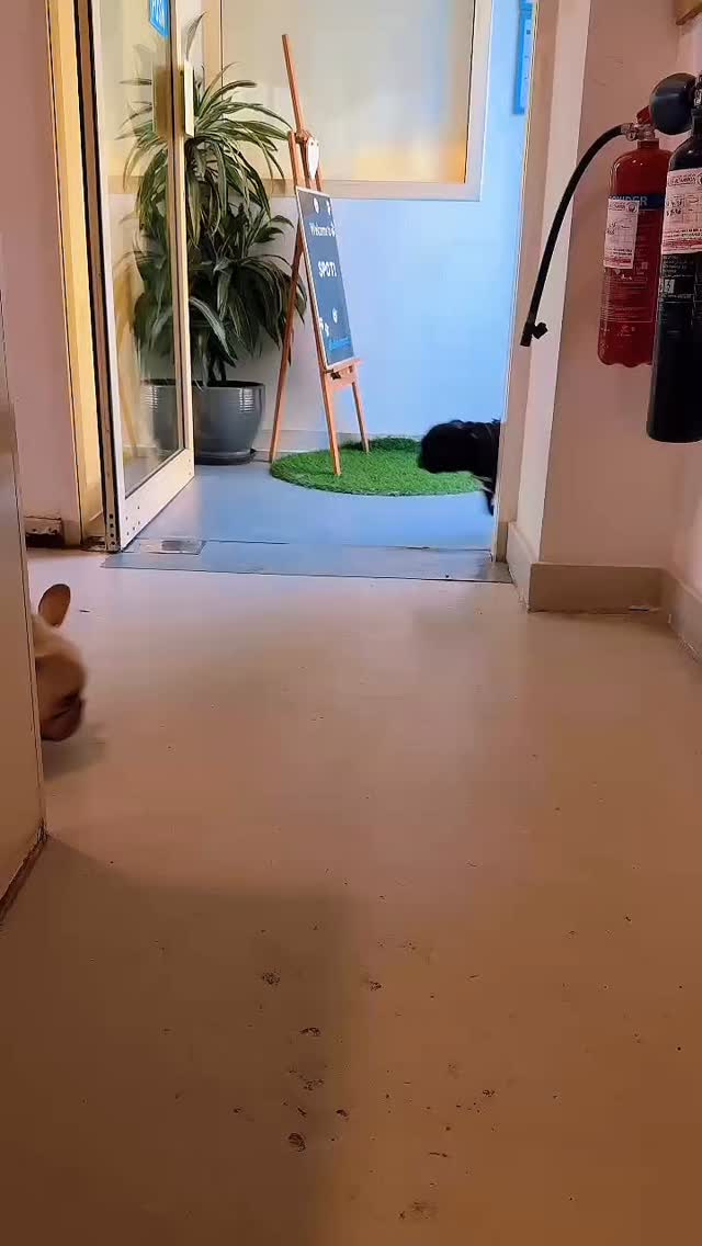 Nothing delights us more than having our little early morning ☀️ crew walk through our doors 🩵 every single day 🐶
#fyp #dogdaycare #dubaidogdaycare #doggiedaycare #dubai