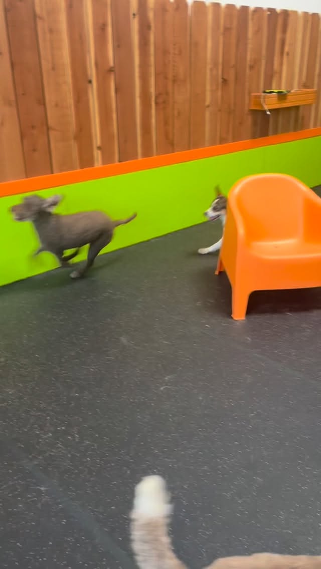 Charlie and Trip Party Down!
#gooddogplaycare #doggiedaycare #sfdogwalker #doggiefuntimes #thebeachboys
@baxtersbuddy