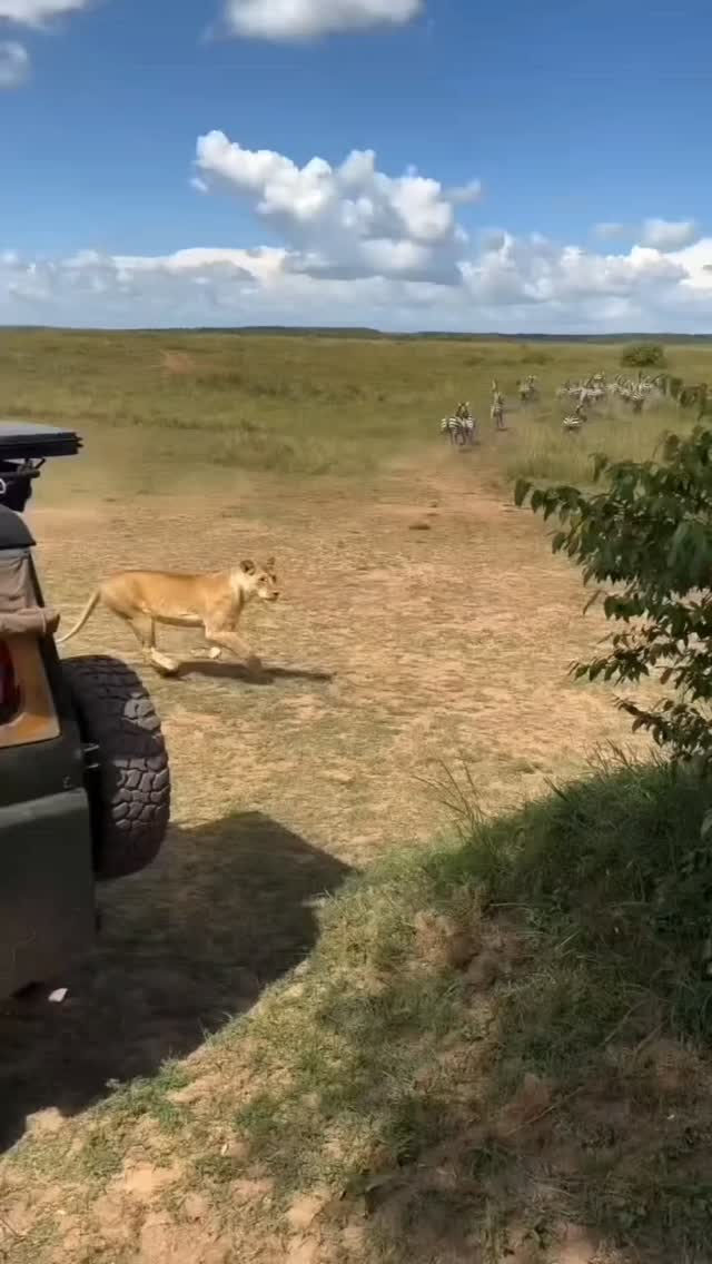 I'm 7 Days Tanzania Adventure a young zebra falls into lioness craws ! What are thrilling moment in the balance of nature and cycle of life.
#adventuretime #expedition #tanzaniasafari #serengeti